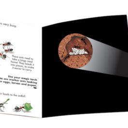 Insects